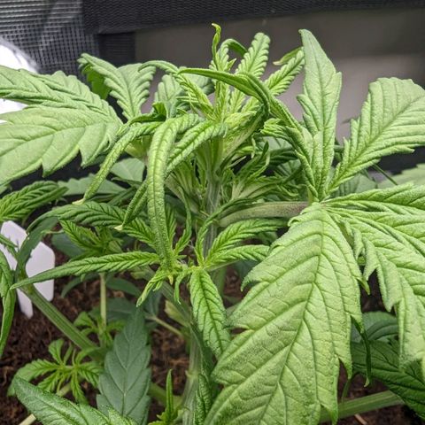 Bubblegum XL growlog timeline photo