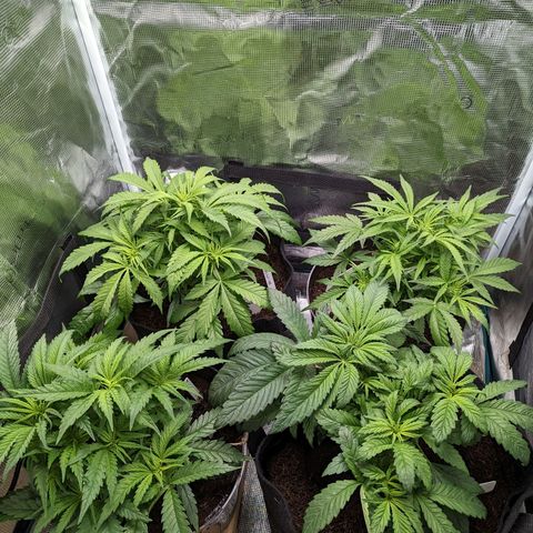 Bubblegum XL growlog timeline photo
