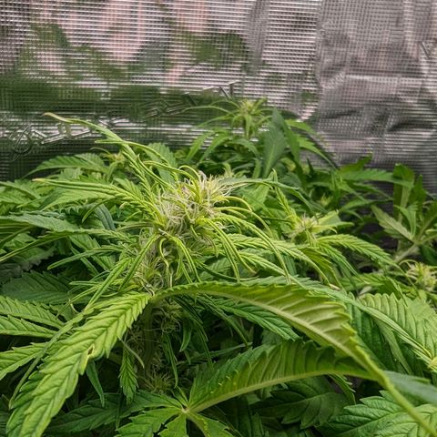 Bubblegum XL growlog photo: 2nd week flower 