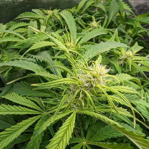 Bubblegum XL growlog photo: 2nd week flower 