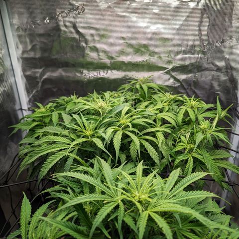 Bubblegum XL growlog photo: 2nd week flower 
