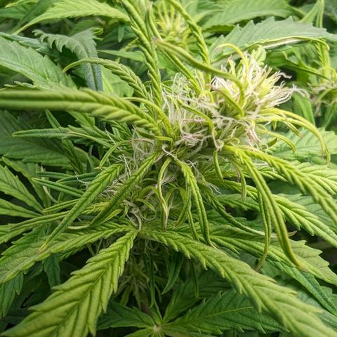 Bubblegum XL growlog photo: 2nd week flower 
