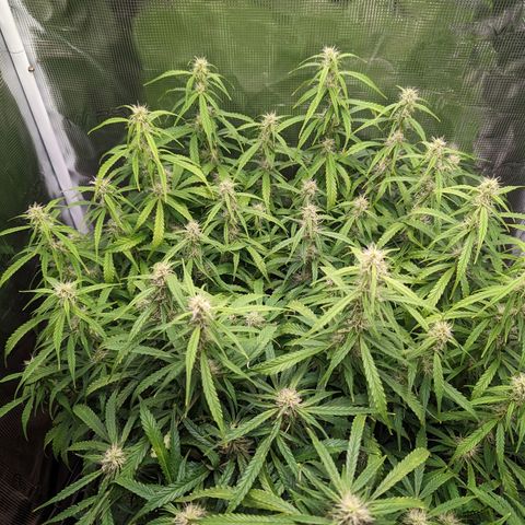 Bubblegum XL growlog timeline photo