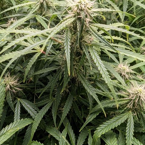 Bubblegum XL growlog timeline photo