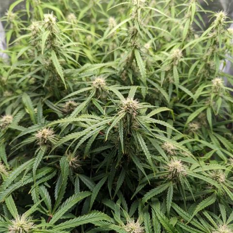 Bubblegum XL growlog timeline photo