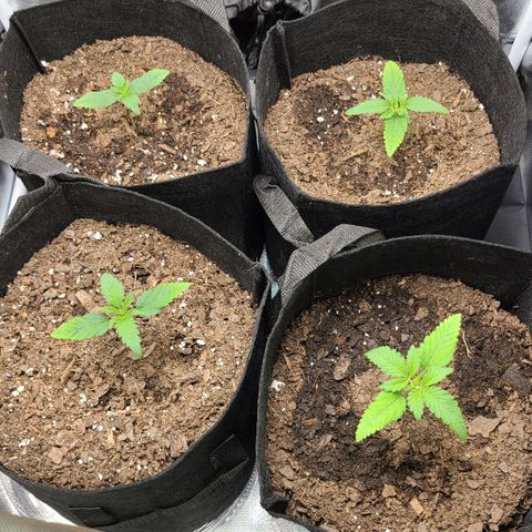 Big Bud growlog timeline photo