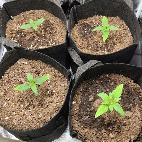 Big Bud growlog timeline photo