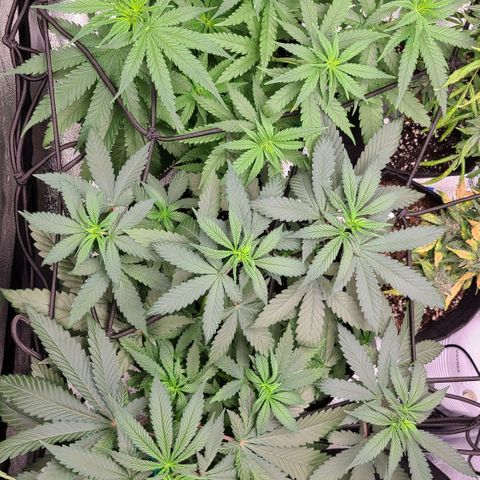 Big Bud growlog timeline photo