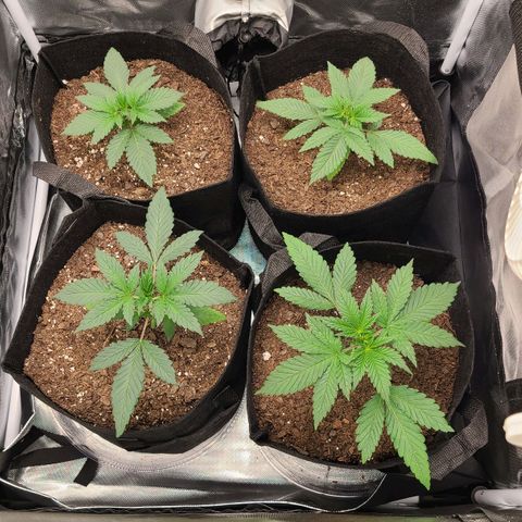 Big Bud growlog timeline photo