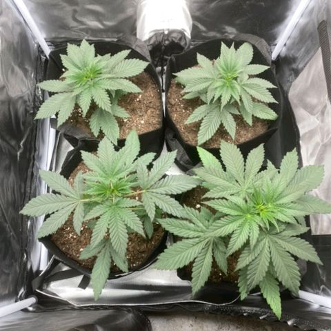 Big Bud growlog timeline photo