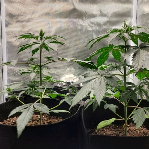 Big Bud growlog timeline photo