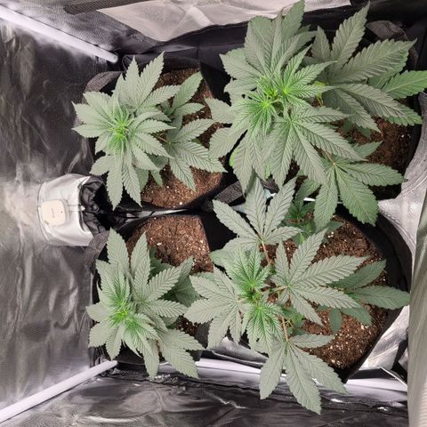 Big Bud growlog timeline photo