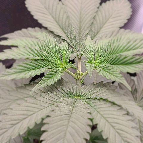 Big Bud growlog photo: Topping all 4