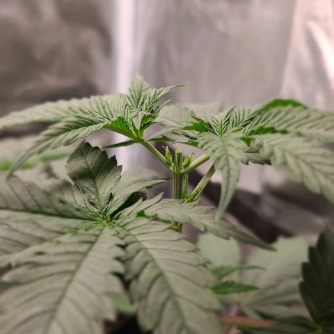 Big Bud growlog photo: Topping all 4
