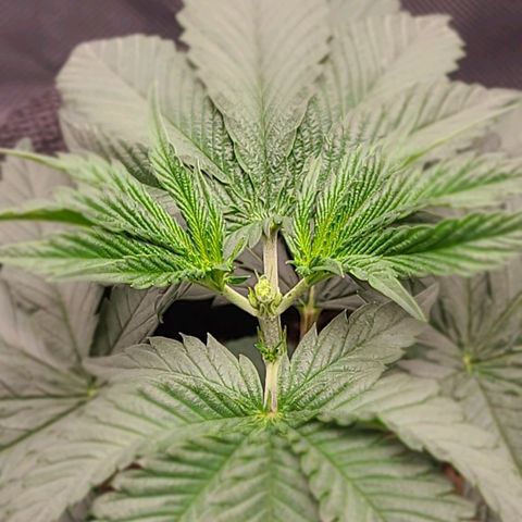 Big Bud growlog photo: Topping all 4