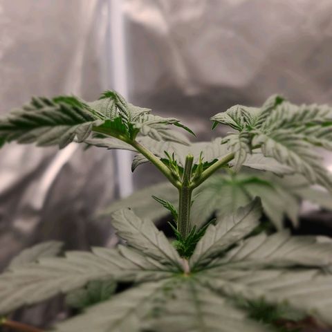 Big Bud growlog photo: Topping all 4