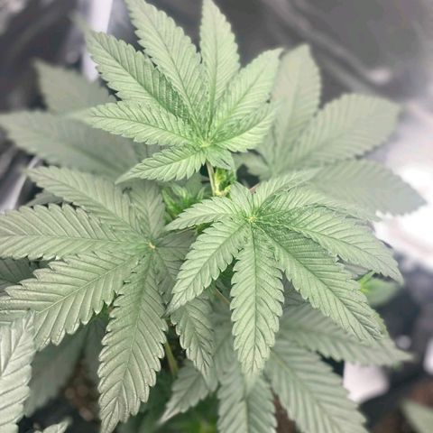 Big Bud growlog photo: Few days after topping