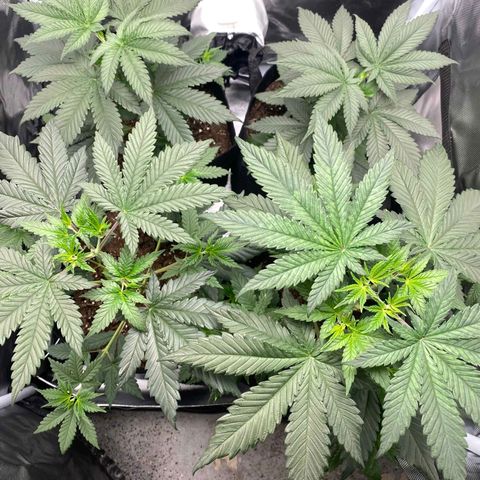 Big Bud growlog photo: Few days after topping
