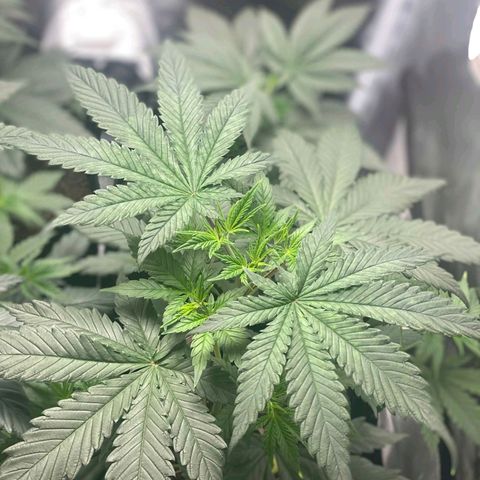 Big Bud growlog photo: Few days after topping