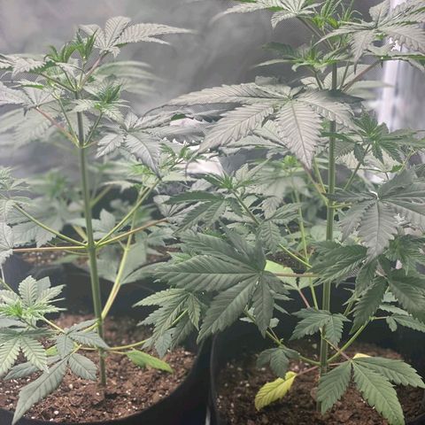 Big Bud growlog photo: Few days after topping