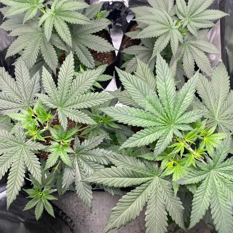 Big Bud growlog photo: Few days after topping