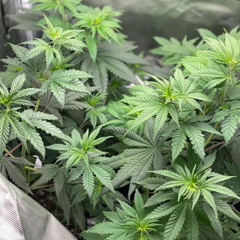 Big Bud growlog timeline photo