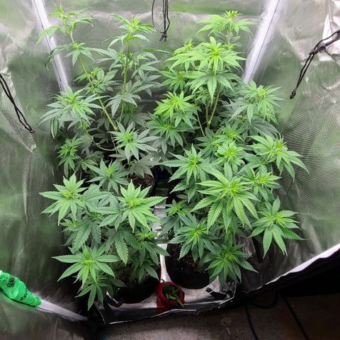 Big Bud growlog photo: Gave these ladies haircuts and rearranged their positions inside the tent. Tried to remove fan leaves blocking bud sites and place in tent with max light penetration to canopy 