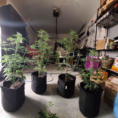 Big Bud growlog photo: Gave these ladies haircuts and rearranged their positions inside the tent. Tried to remove fan leaves blocking bud sites and place in tent with max light penetration to canopy 