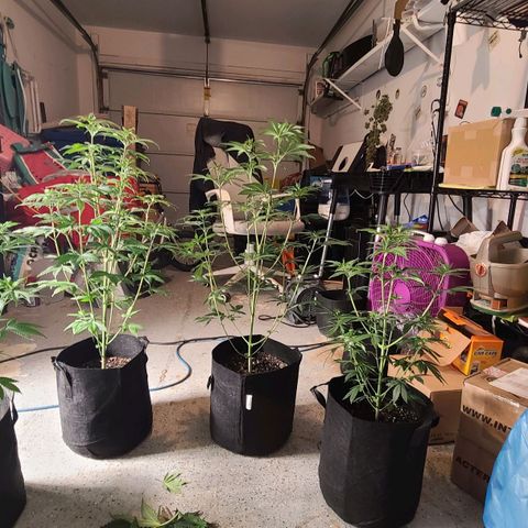 Big Bud growlog photo: Gave these ladies haircuts and rearranged their positions inside the tent. Tried to remove fan leaves blocking bud sites and place in tent with max light penetration to canopy 