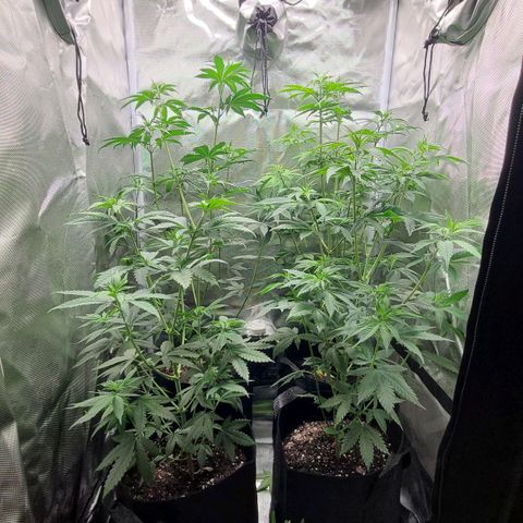 Big Bud growlog photo: Gave these ladies haircuts and rearranged their positions inside the tent. Tried to remove fan leaves blocking bud sites and place in tent with max light penetration to canopy 