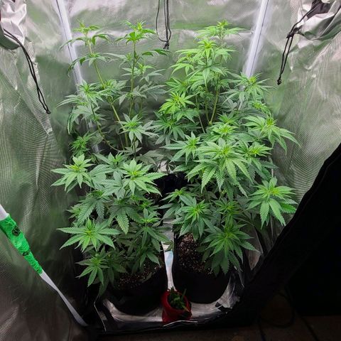 Big Bud growlog photo: Gave these ladies haircuts and rearranged their positions inside the tent. Tried to remove fan leaves blocking bud sites and place in tent with max light penetration to canopy 
