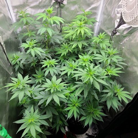 Big Bud growlog timeline photo