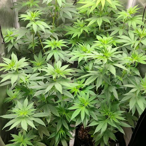 Big Bud growlog timeline photo