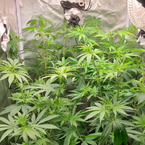 Big Bud growlog photo: Nice trimming and had to top back 2 plants again. 