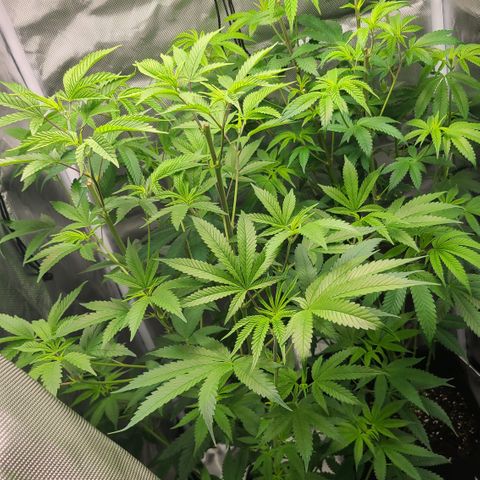 Big Bud growlog photo: Space to roam now that the other 2 are out the tent
