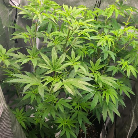 Big Bud growlog photo: Space to roam now that the other 2 are out the tent