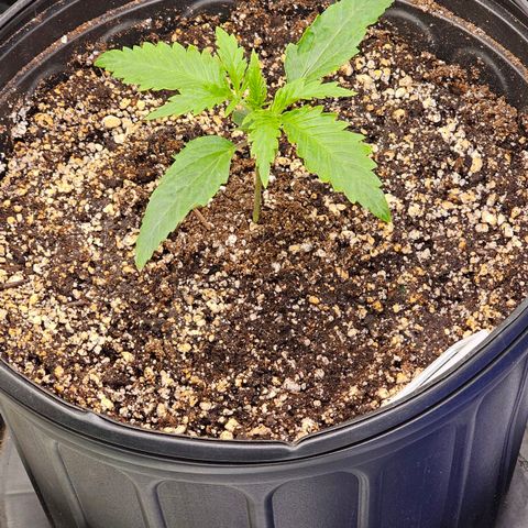Wedding Cake Auto growlog timeline photo