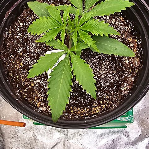 Wedding Cake Auto growlog timeline photo