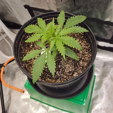 Wedding Cake Auto growlog timeline photo