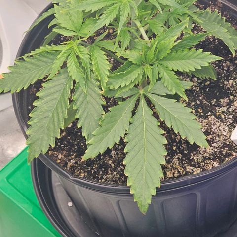 Wedding Cake Auto growlog timeline photo