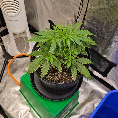 Wedding Cake Auto growlog timeline photo
