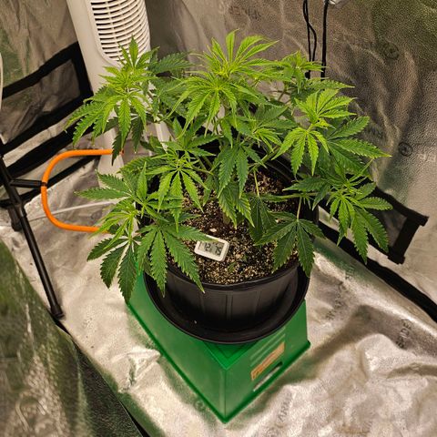 Wedding Cake Auto growlog timeline photo
