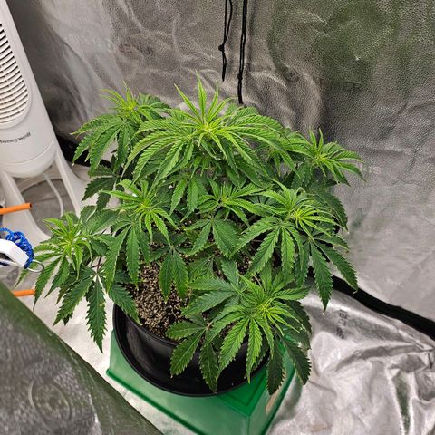 Wedding Cake Auto growlog timeline photo