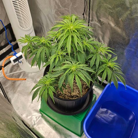 Wedding Cake Auto growlog photo: Mild defoliation today