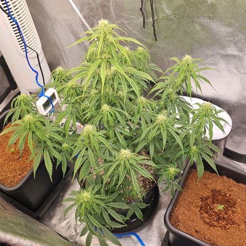 Wedding Cake Auto growlog timeline photo