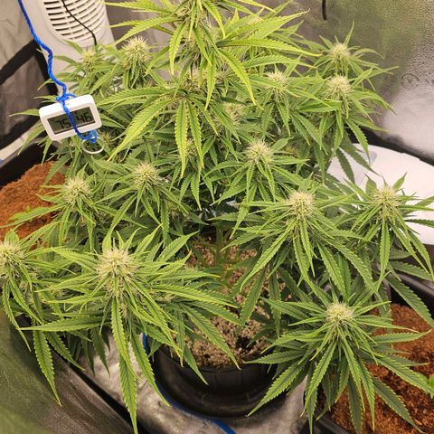 Wedding Cake Auto growlog timeline photo
