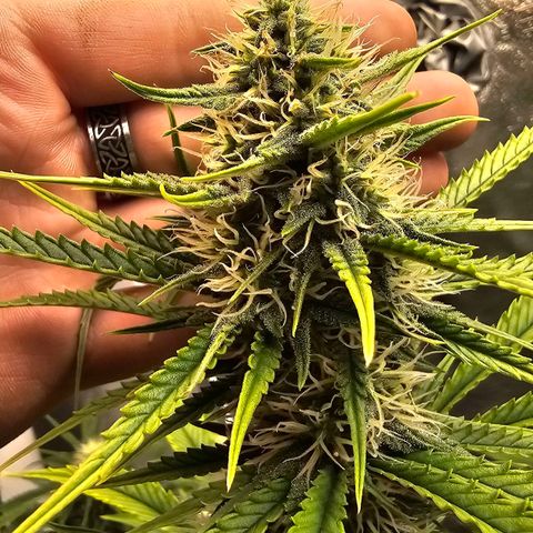 Wedding Cake Auto growlog timeline photo