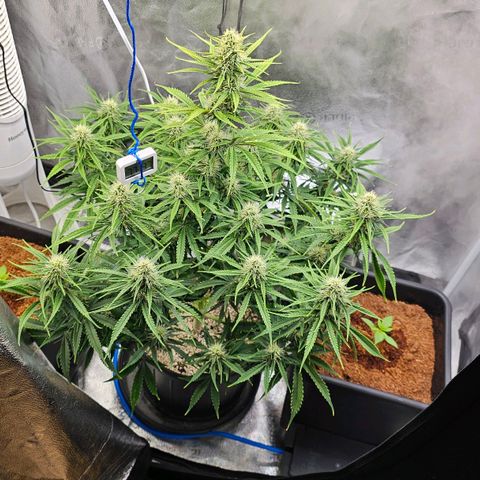 Wedding Cake Auto growlog timeline photo