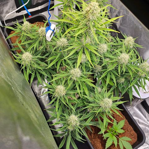 Wedding Cake Auto growlog timeline photo