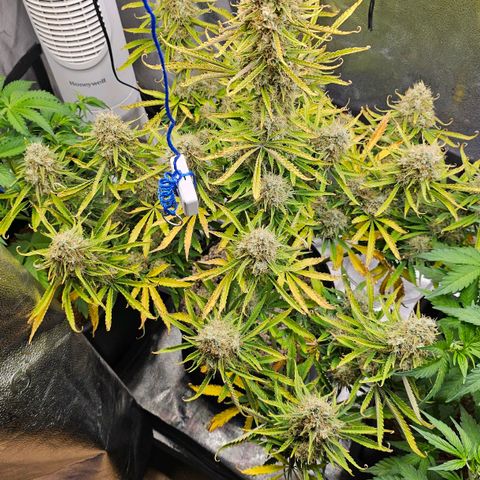 Wedding Cake Auto growlog timeline photo